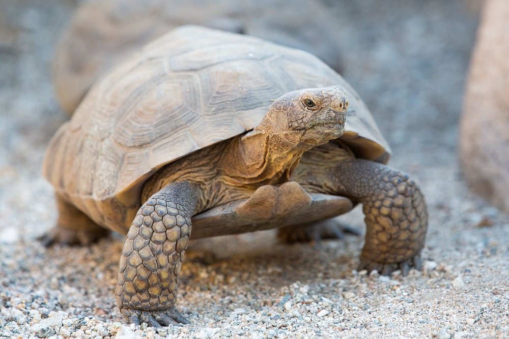 Zoo visits & camel rides