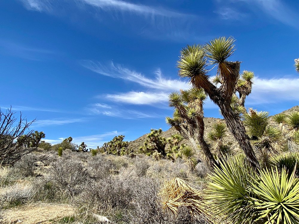 Joshua Tree National Park