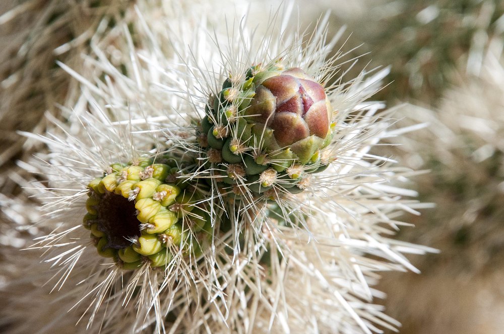 Cholla Cactus Garden