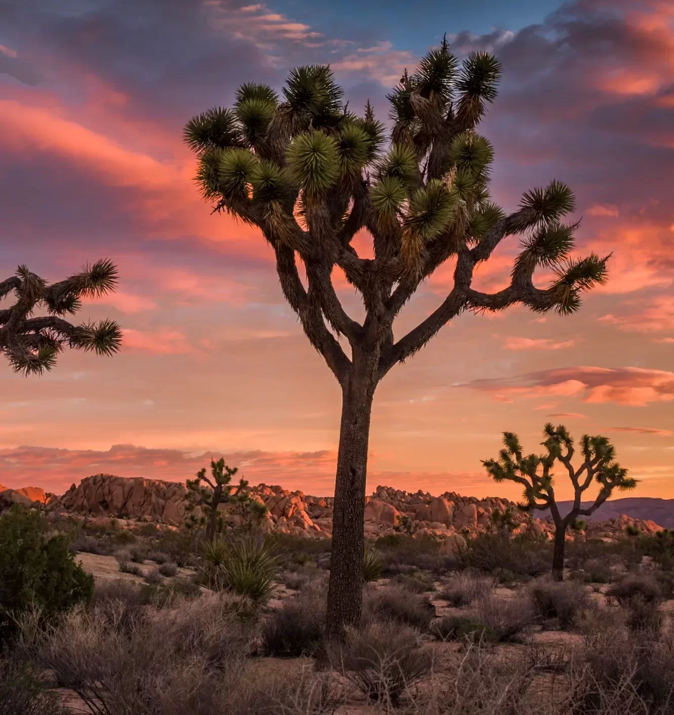 Joshua Tree
